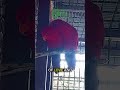 Romantic Red Lories Up Close Beautiful Parrot Love Romantic Red Lories Up Close Beautiful Parrot Love
