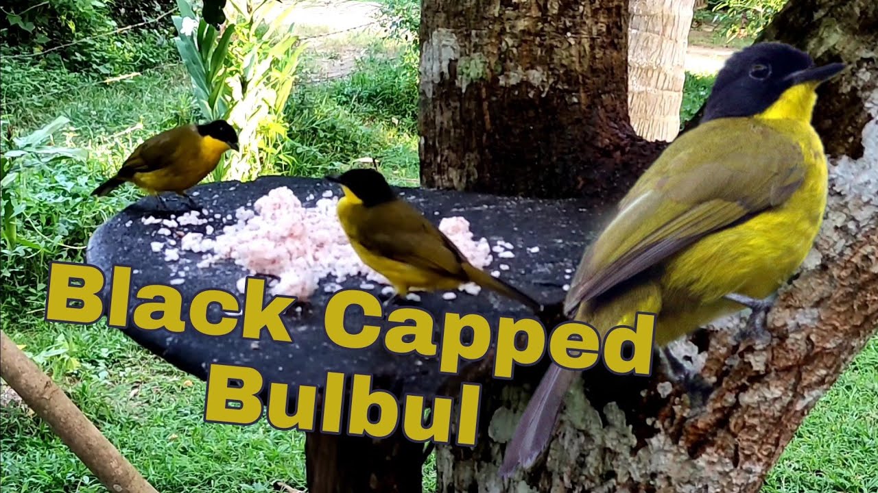 Feeding Birds at Home | Black Capped Bulbul | හිස කළු කොණ්ඩයා | Relaxing Video 