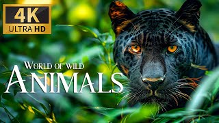 World Of Wild Animals 4K 🐾 Discovery Relaxation Amazing Wild Film With Soothing Relaxing Piano Music