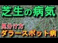 芝活2019年6月 芝生のダラースポット病 見分け方と対処