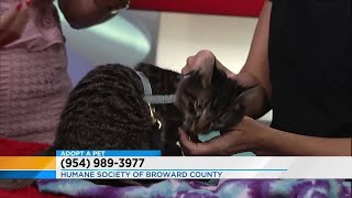Adopt a Pet: Oct. 17