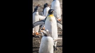 A Day in Bleaker Island