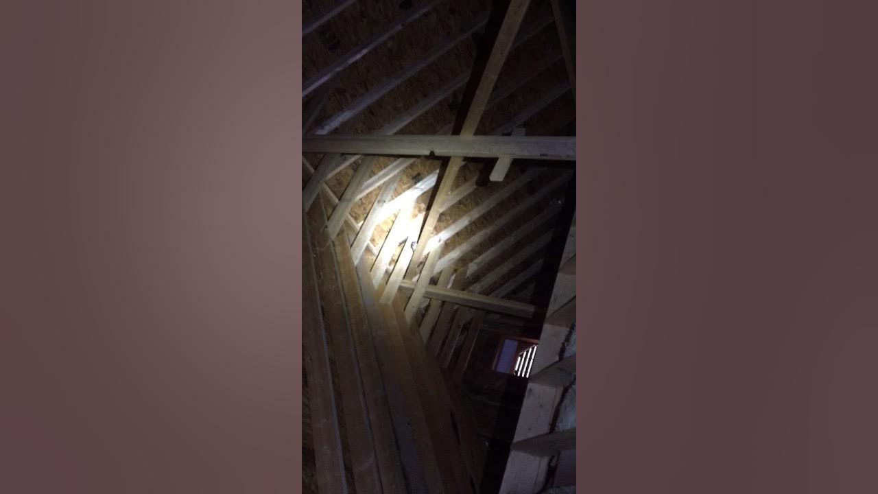 Flying squirrels in attic, running , noises at night in attic Minnesota