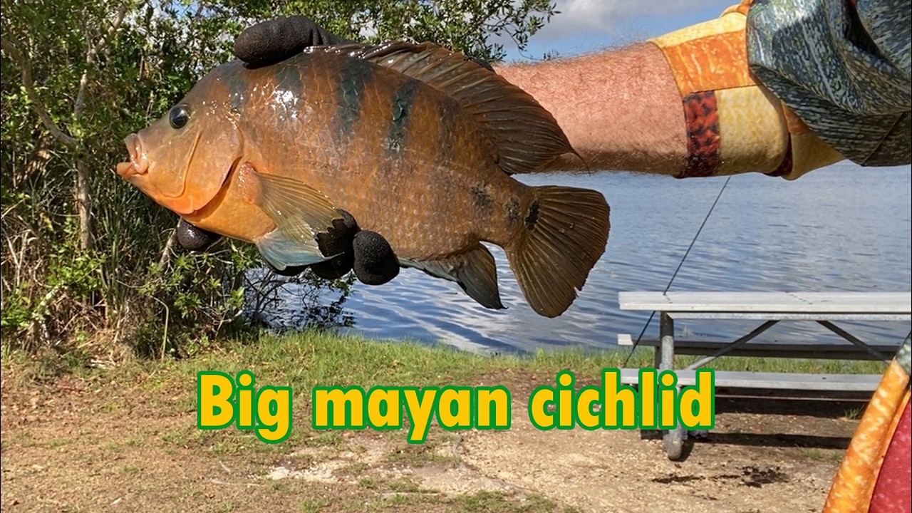 Day one of the Everglades adventure🐊