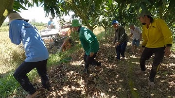 Bắt chuột trên ruộng lúa cạnh vườn cây, mở vạt chuột chạy có đàn - cdmt 900