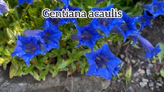 Gentiana acaulis