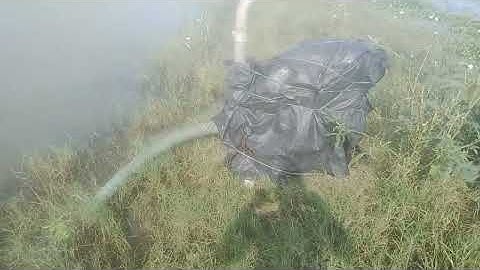 After a week of Ditwah floods paddy fields #ditwah rain paddy in water 