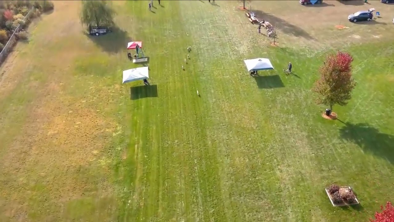 Whippet Race Day CWA  10 22 2022