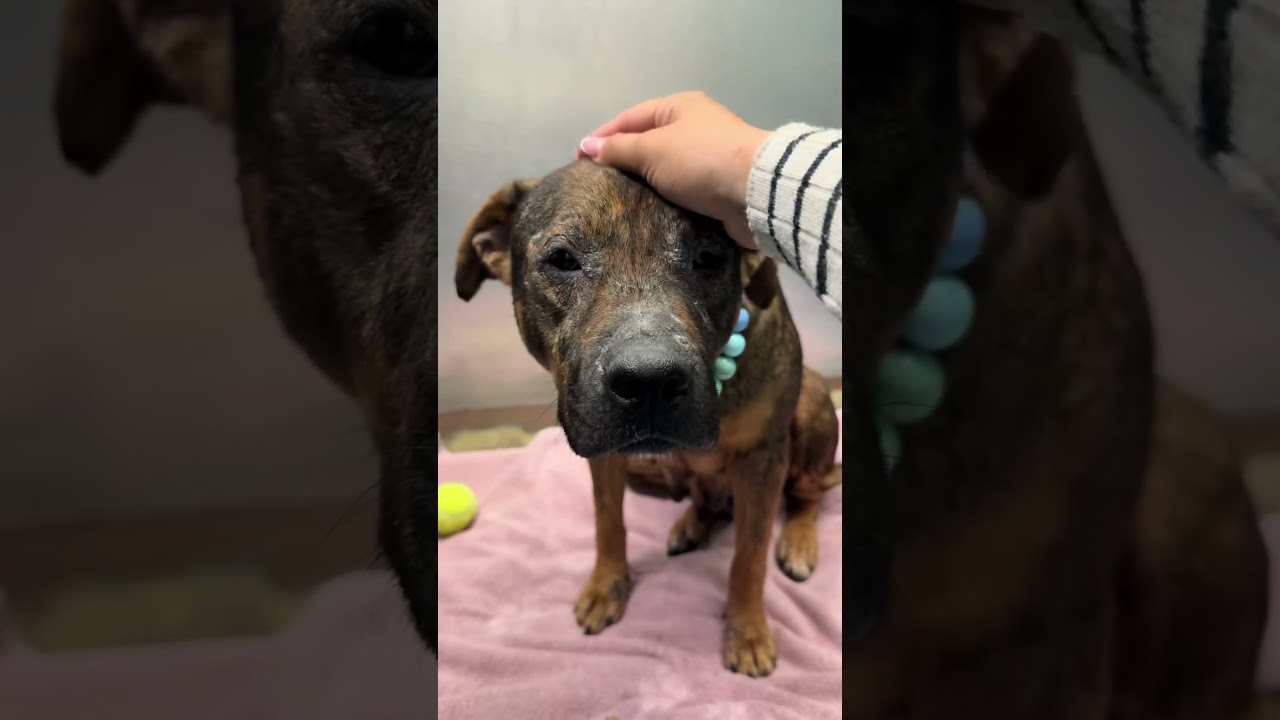 Check full story in description,support us today with you generous donation.