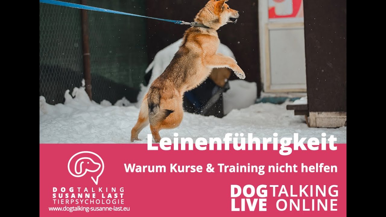 Leinenführigkeit - Warum Kurse und Training nicht helfen