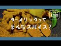 ターメリックってどんなスパイス？ 【ビギナーのためのスパイス基本解説 vol.2】