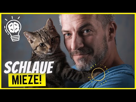 Video: Sind getigerte Katzen schlau?