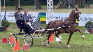 Nico Calis Sr. wint de eerste Bertus van Tergouw Bokaal met Emaire (v. Manno) op CAI Beekbergen 2023