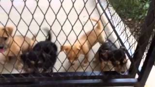 Brownsville Puppies