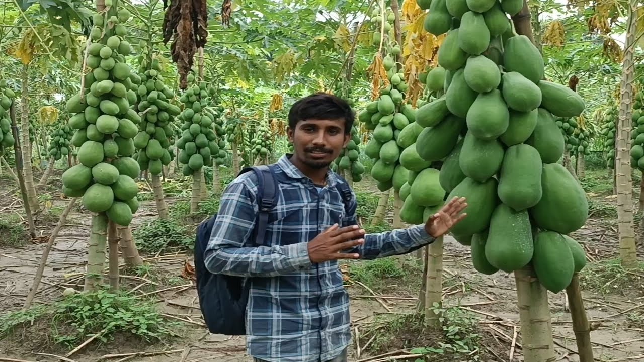 পেঁপে চাষে অবিশাস্য ফলন- বিঘা প্রতি আয়৫ লাখ টাকা মানিকগঞ্জ শাহী রাজশাহী টপলেডি গ্রিনলেডি ডেলফি এগ্রো