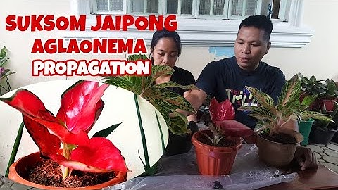 HOW TO PROPAGATE SUKSOM JAIPONG AGLAONEMA / REPOTTING AGLAONEMA PLANT