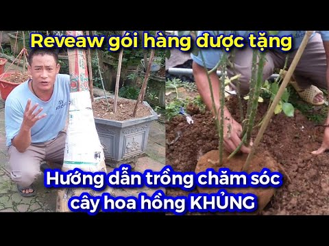 Hướng dẫn cách trồng và chăm sóc cây hoa hồng mới mua