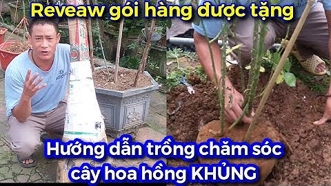 Hướng dẫn cách trồng và chăm sóc cây hoa hồng