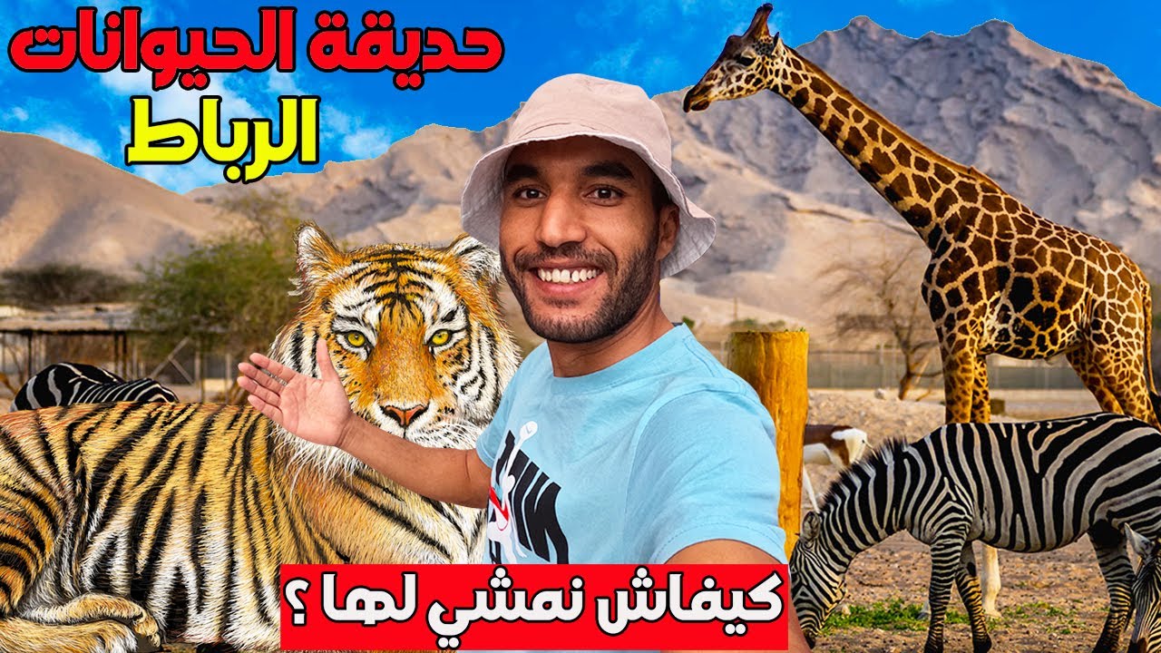 جميع المعلومات على حديقة الحيوانات الرباط  ثمن الدخول وسائل النقل واستكشاف أشرس الحيوانات في العالم