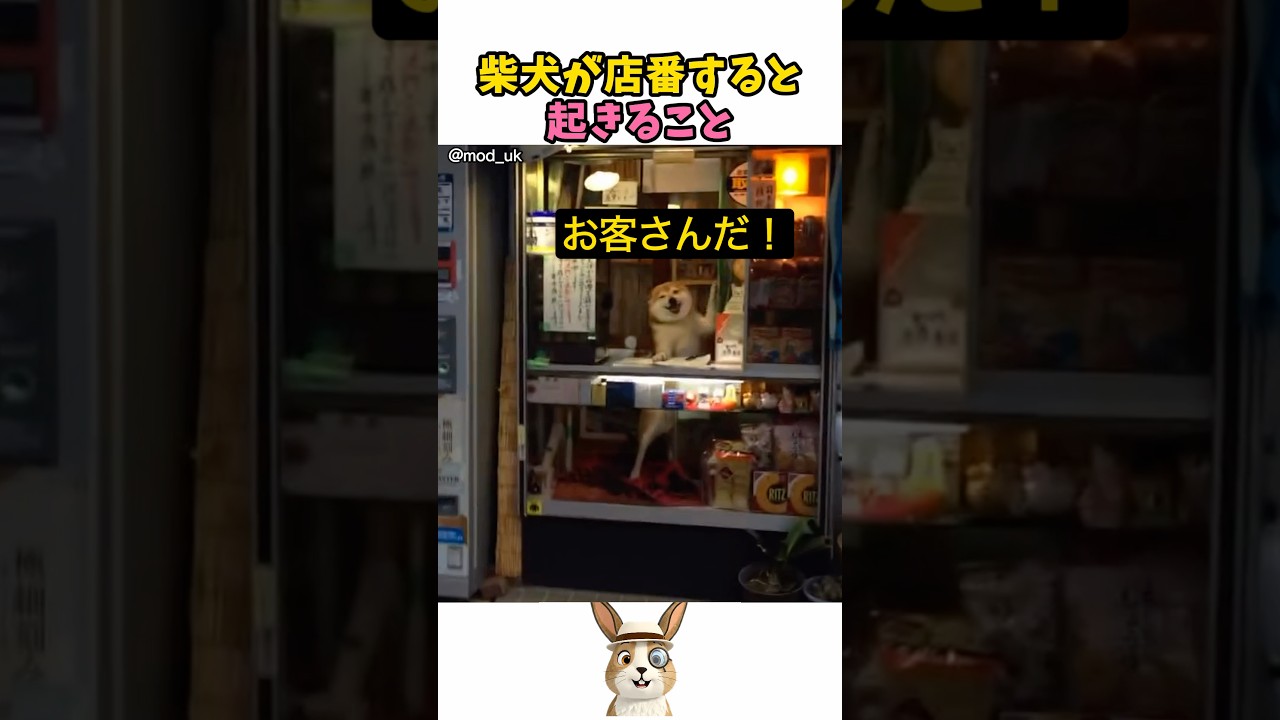 柴犬が店番すると起きること