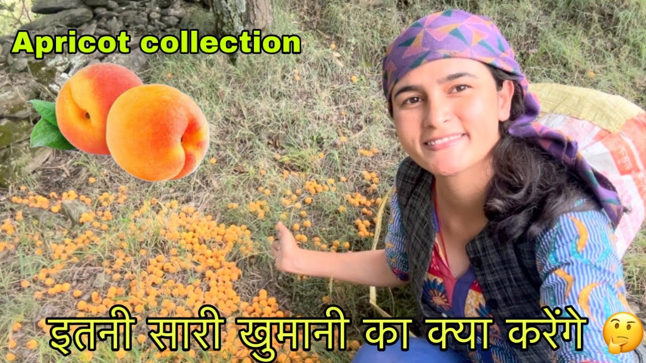 खुमानी (Apricot) का क्या करेंगे हम 🍑🤔😍 || collecting Apricot || Pahadi lifestyle Vlog || GFN