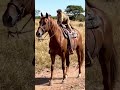 monkey sitting on a horse. horse riding by monkey #viral #trending #funniestvideo #viraltoday #viral
