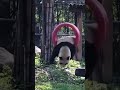 Прикольная Панда