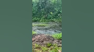 Siêu Phẩm Bán 4,5 Sào View Suối Quanh Năm / Ngãi Giao - Châu Đức#bds#datvuon#datdep#datgiare#datsao