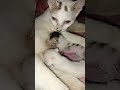 My pregnant #cat just gav birth two #kittens #catlife #meow #kitty #kittens #catlovers #viralshorts