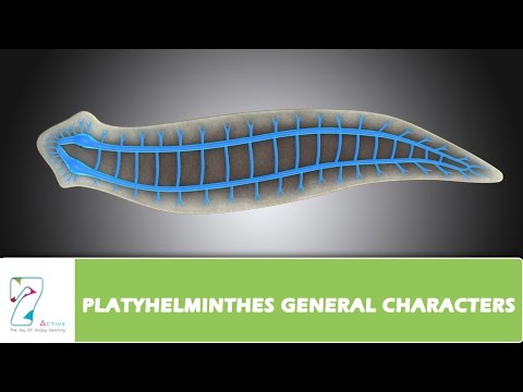 PLATYHELMINTHES GENERAL CHARACTERS