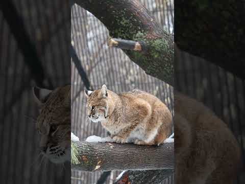 Рыжая рысь 27.03.2026