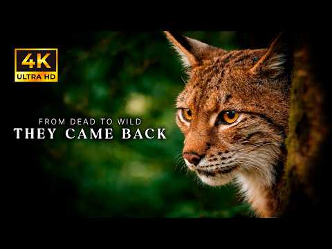 Wild Heart of Europe: The Return of the Ancient Forest 4K | The Forest That Came Back to Life