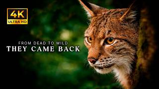 Wild Heart of Europe The Return of the Ancient Forest 4K The Forest That Came Back to Life