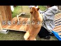 【DIY】愛犬のために大きな犬小屋を作ります（前編）