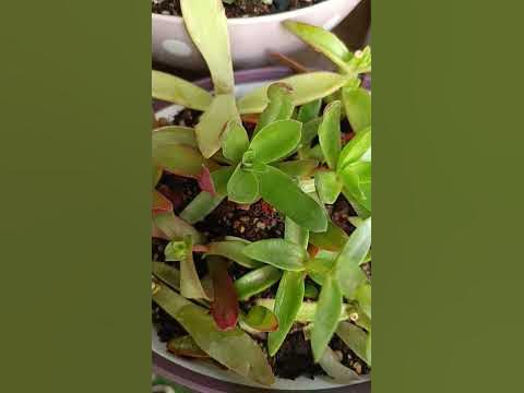 sukulent türlerinden çelik aldığım campfire yeniden filizleniyor #