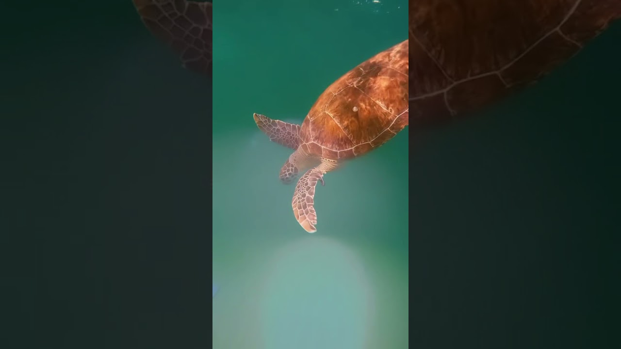 Snorkeling with Sea Turtles BOCA RATON, FL YouTube