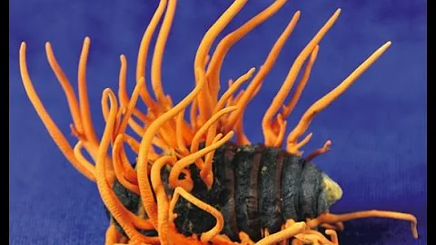 The Fungi Around Us: Diversity, Ecology & Industri...