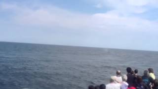 Whale watch from Hampton Beach