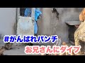 パンチくん、飼育員のお兄さんにダイブ。(Punch-kun dove onto the zookeeper.) 2026.03.14 市川市動植物園
