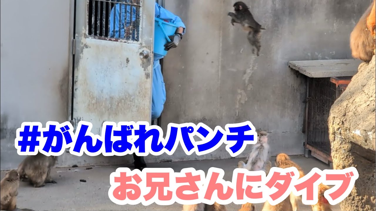 パンチくん、飼育員のお兄さんにダイブ。（Punch-kun dove onto the zookeeper.） 2026.03.14 市川市 ...