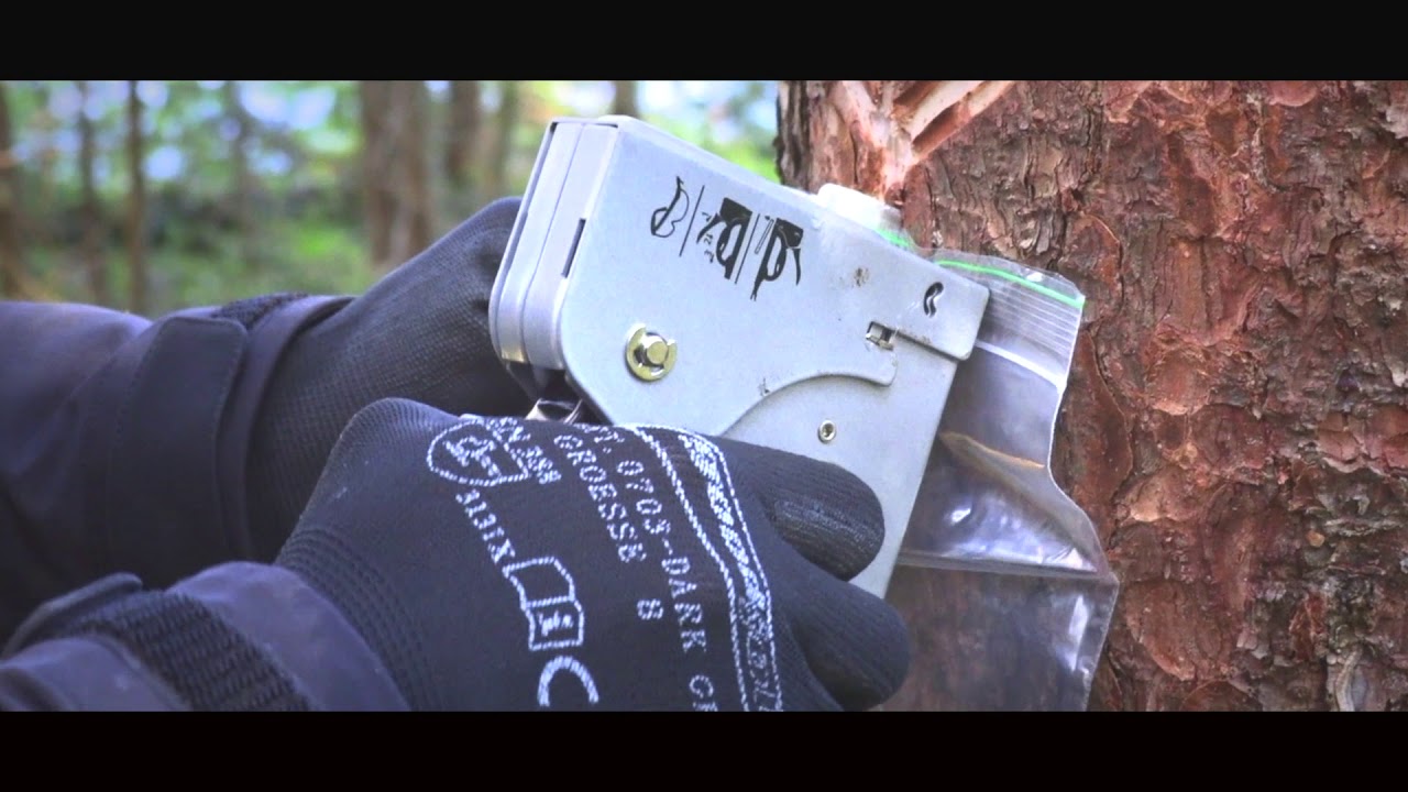 Kuusenpihkan valuttaminen