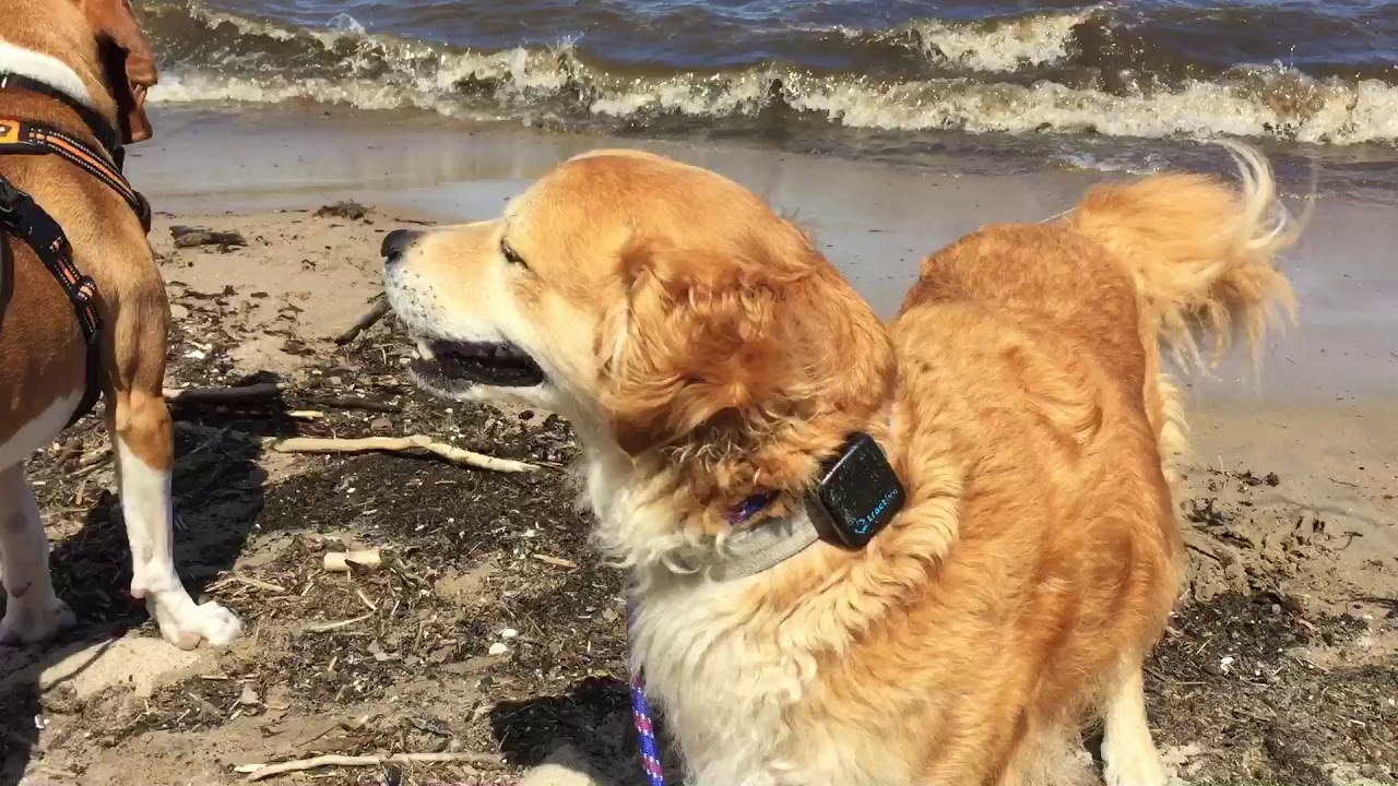 COOPER LOVING THE BEACH