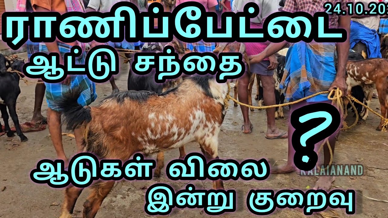 ராணிப்பேட்டை ஆட்டு சந்தை தீபாவளி பிறகு  ஆடுகள் விலை குறைவு Ranipettai santhai 