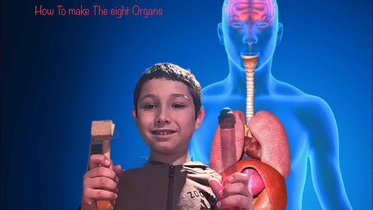 Making eight organs out of paper! Brain, Heart, Lungs, Liver, Stomach, Kidneys, Intestines, bladder!