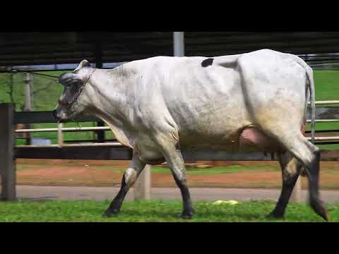 LOTE 16 0256CM