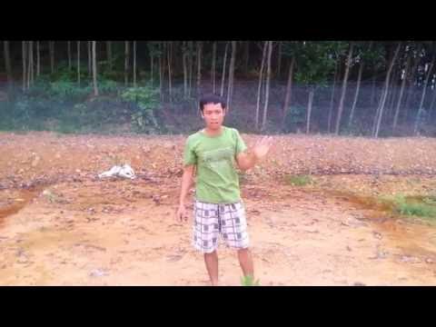 Video Lưới bẫy chim đêm - Bán lưới bẫy chim chích cồ 1kg - youtube
