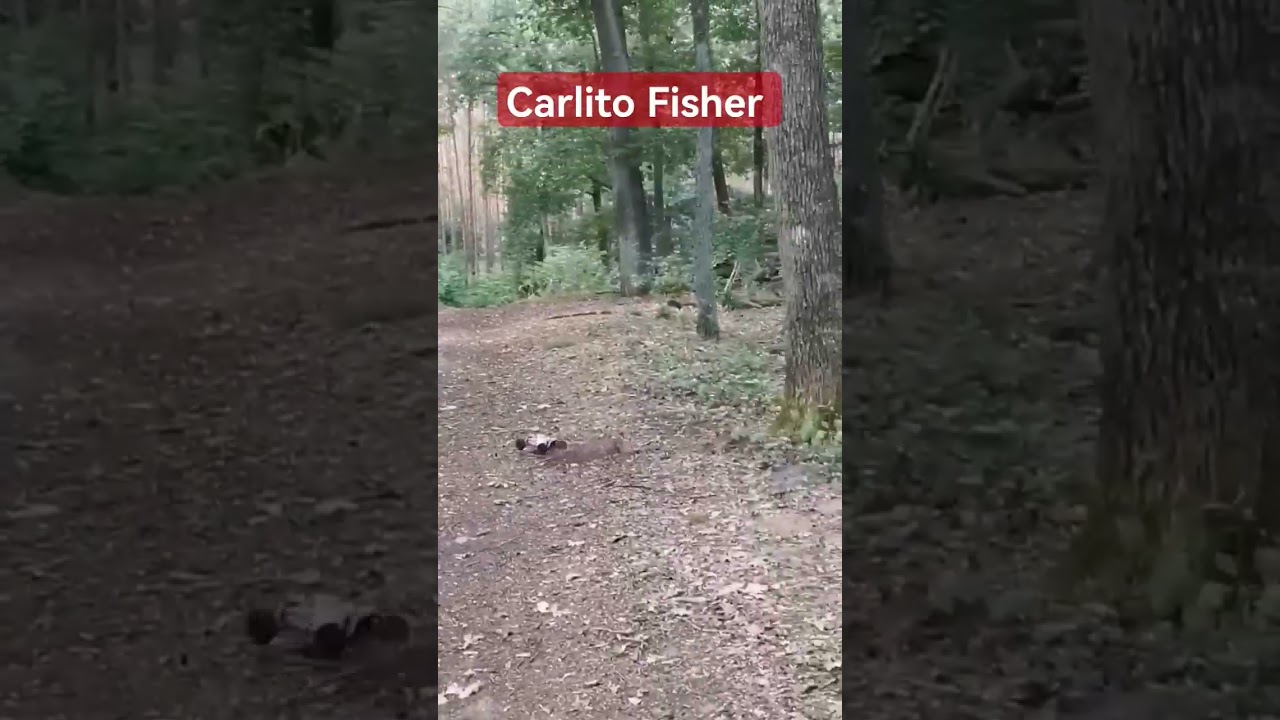 Testing wltoys 124008 3S power in the forest 