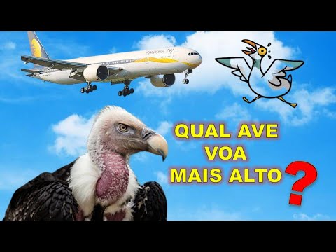 Vídeo: Qual Pássaro Voa Mais Rápido