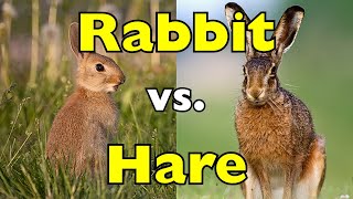 Rabbit vs Hare: They Look the Same… But They’re Not [ID0831]