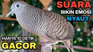 Perkutut Lokal Gacor Suara Besar Pancingan Burung Perkutut Agar Cepat Bunyi.